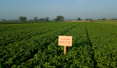 SACLA Vegan Basil Pesto | 6.7 oz